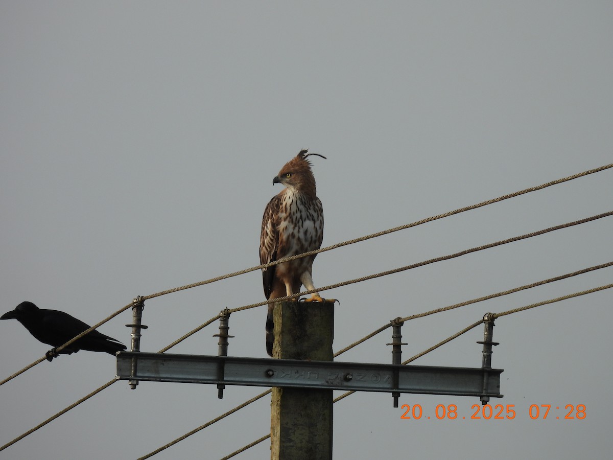 Changeable Hawk-Eagle (Crested) - ML640561760