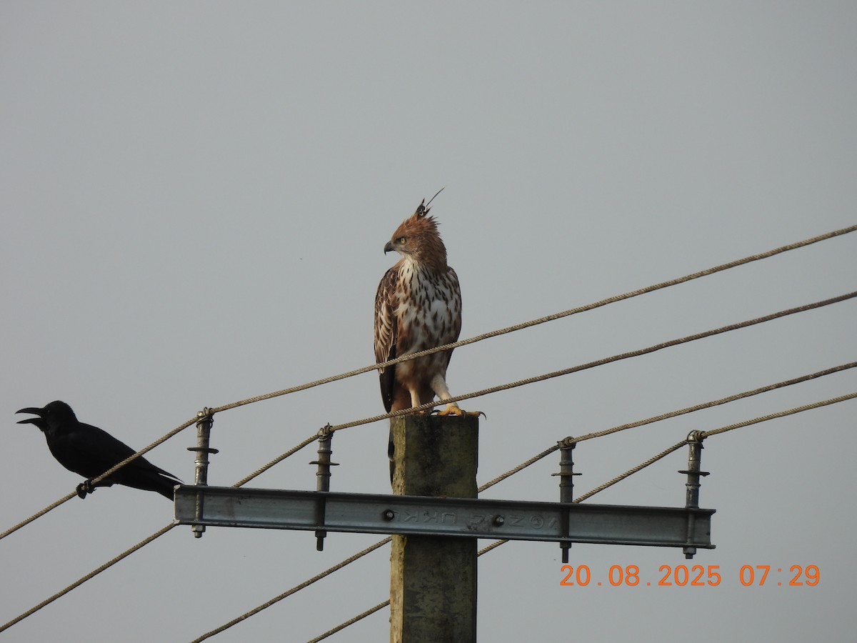 Changeable Hawk-Eagle (Crested) - ML640561761