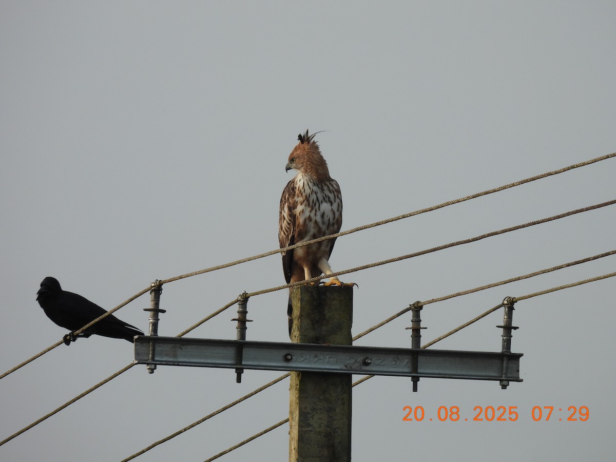 Changeable Hawk-Eagle (Crested) - ML640561763