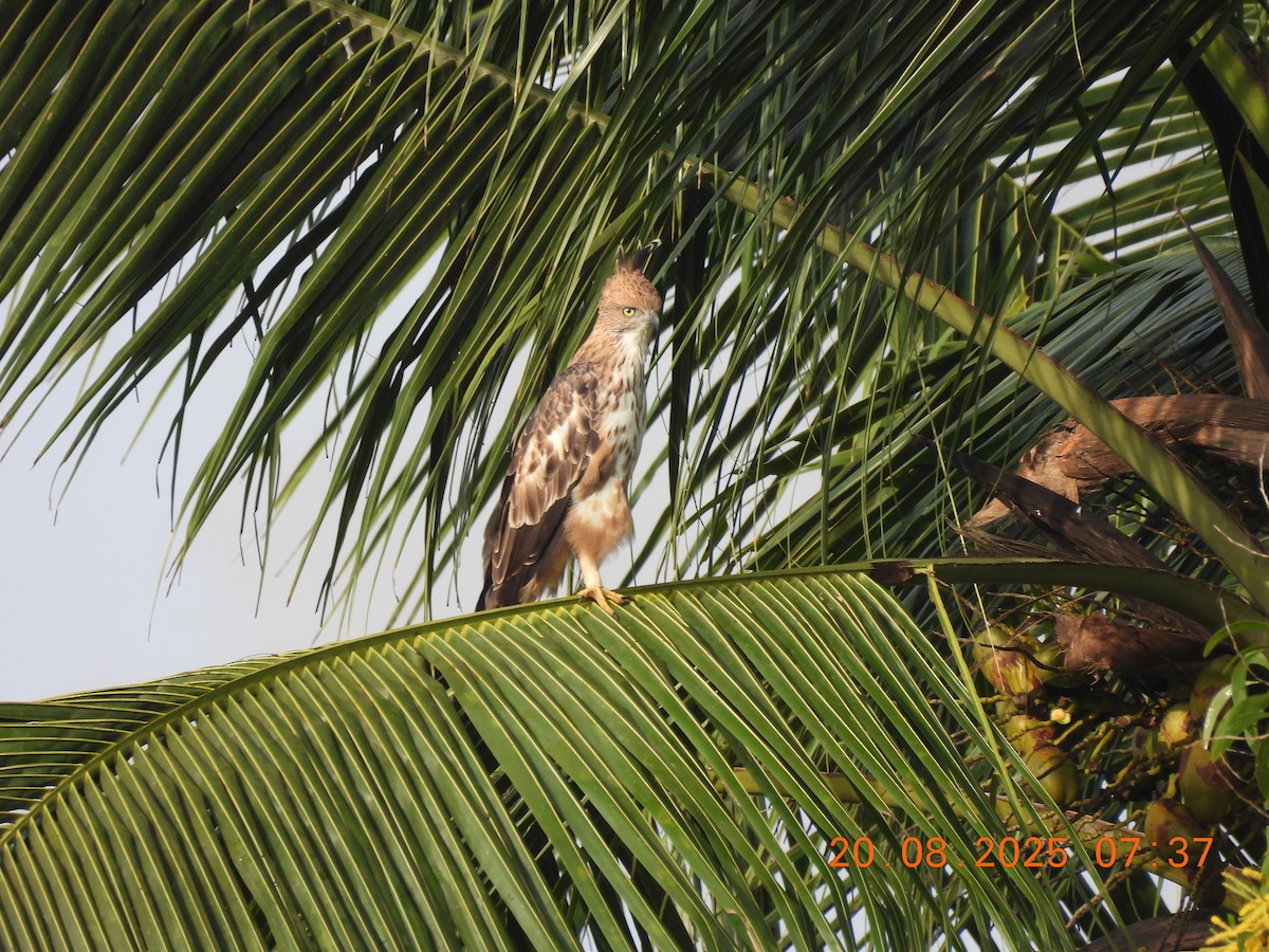 Changeable Hawk-Eagle (Crested) - ML640561765