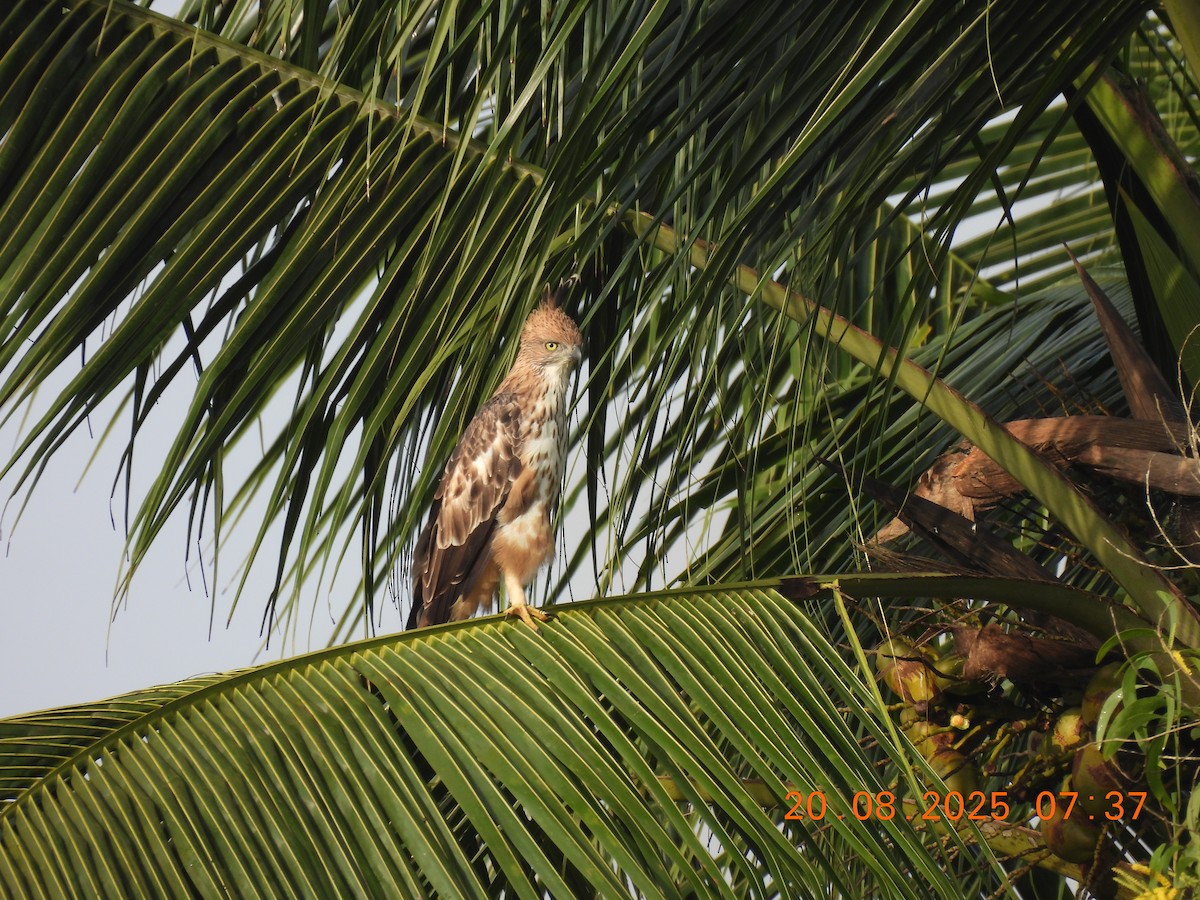 Changeable Hawk-Eagle (Crested) - ML640561770
