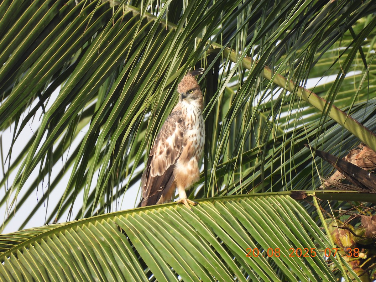 Changeable Hawk-Eagle (Crested) - ML640561774