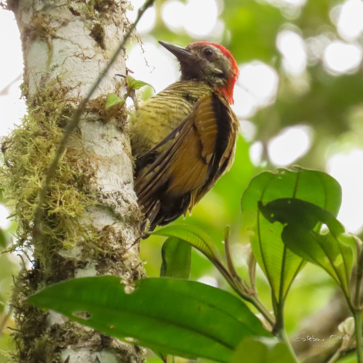 Yellow-vented Woodpecker - ML640561777