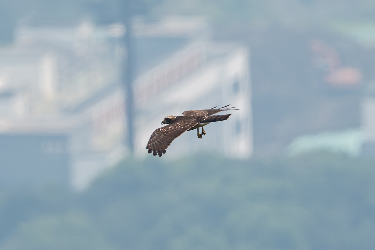 Amurbussard - ML640561780
