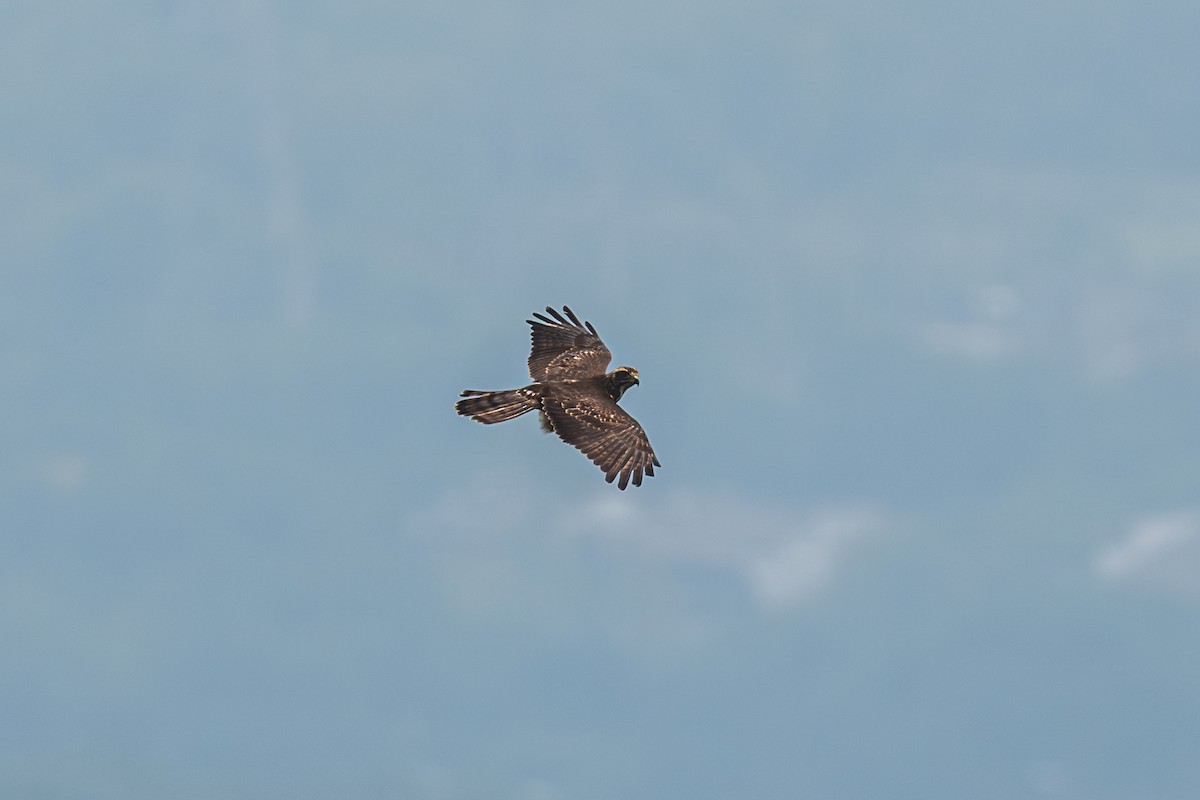 Amurbussard - ML640561782