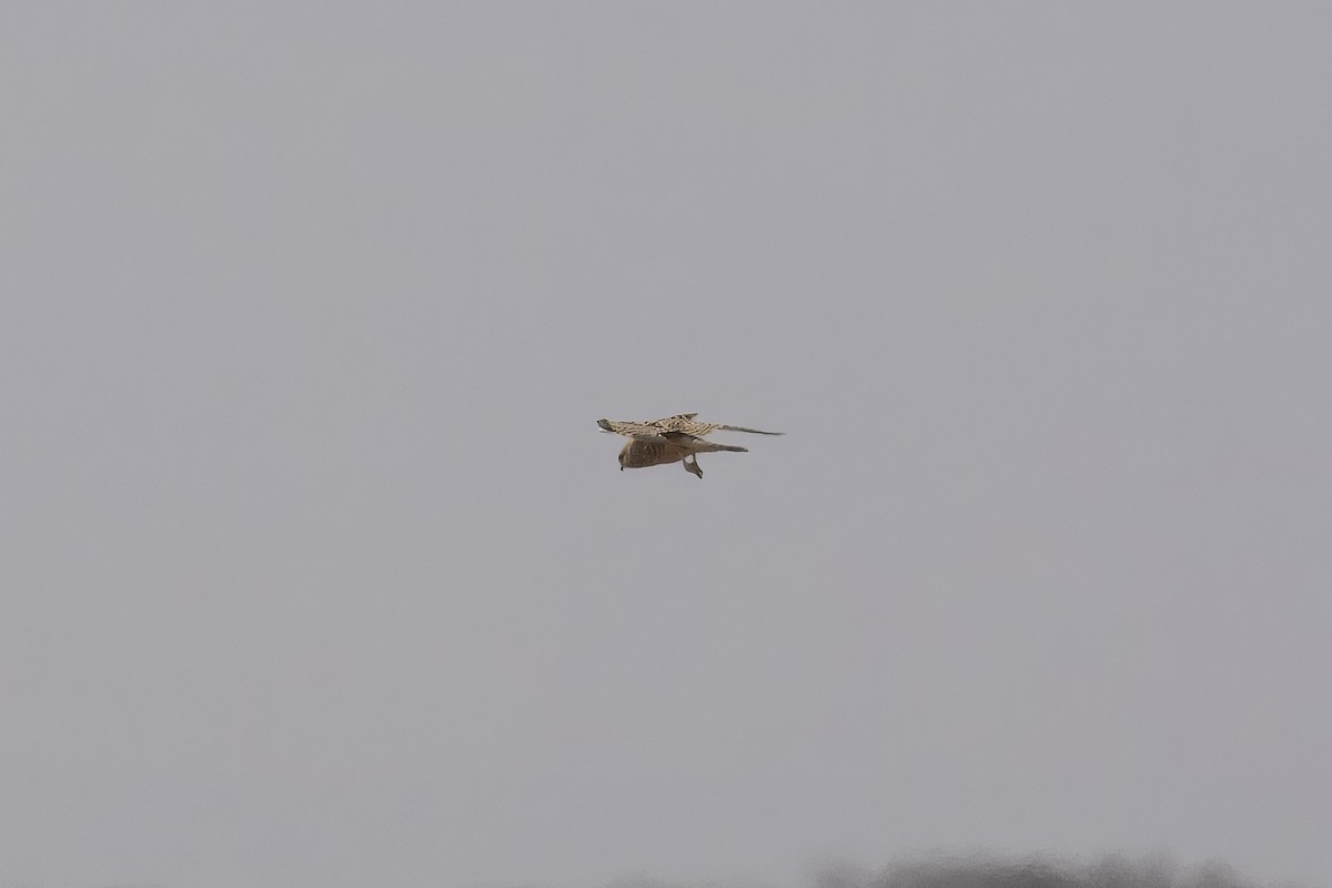 Greater Kestrel - ML640561806