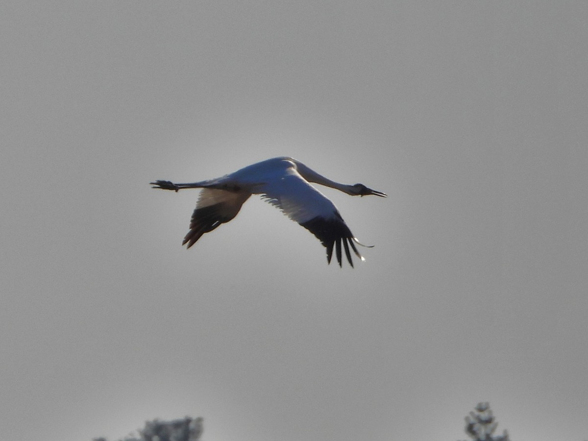 Sandhill Crane - ML640561809