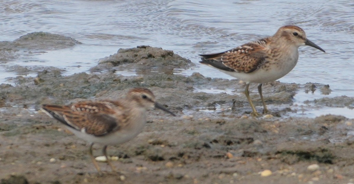 Least Sandpiper - ML640561837