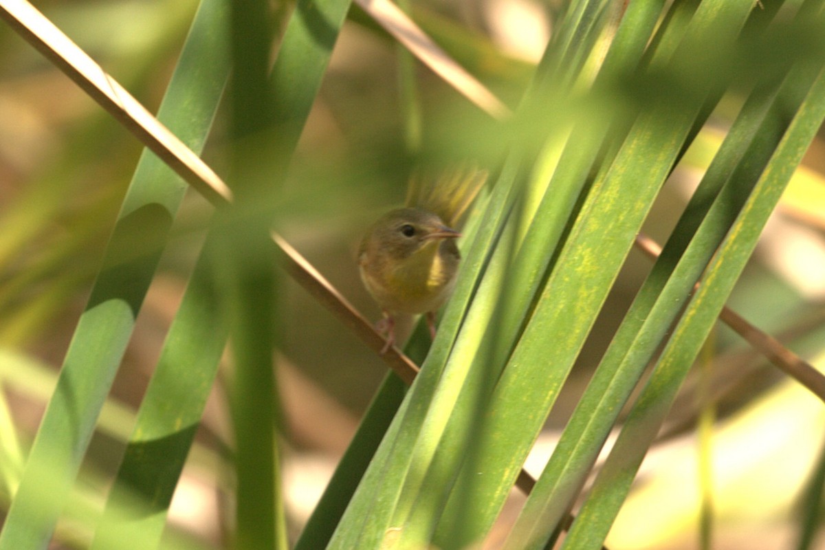 Paruline masquée - ML640561852