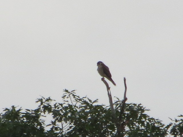 American Kestrel - ML640561888