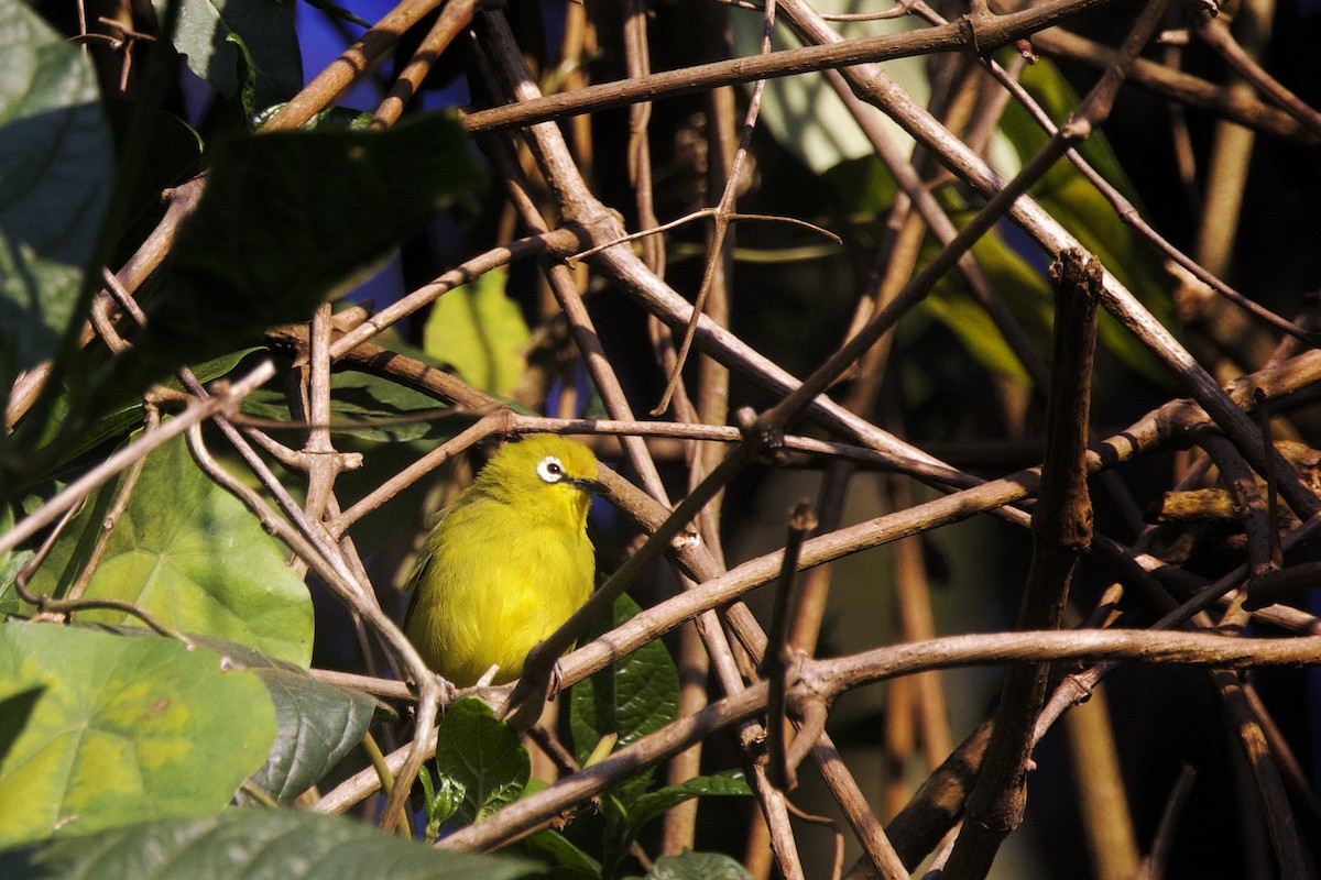 Green White-eye - ML640561902