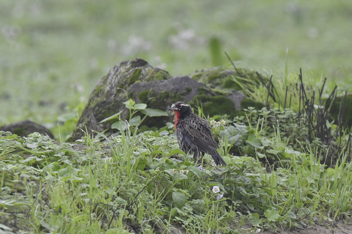 Peruvian Meadowlark - ML640561985