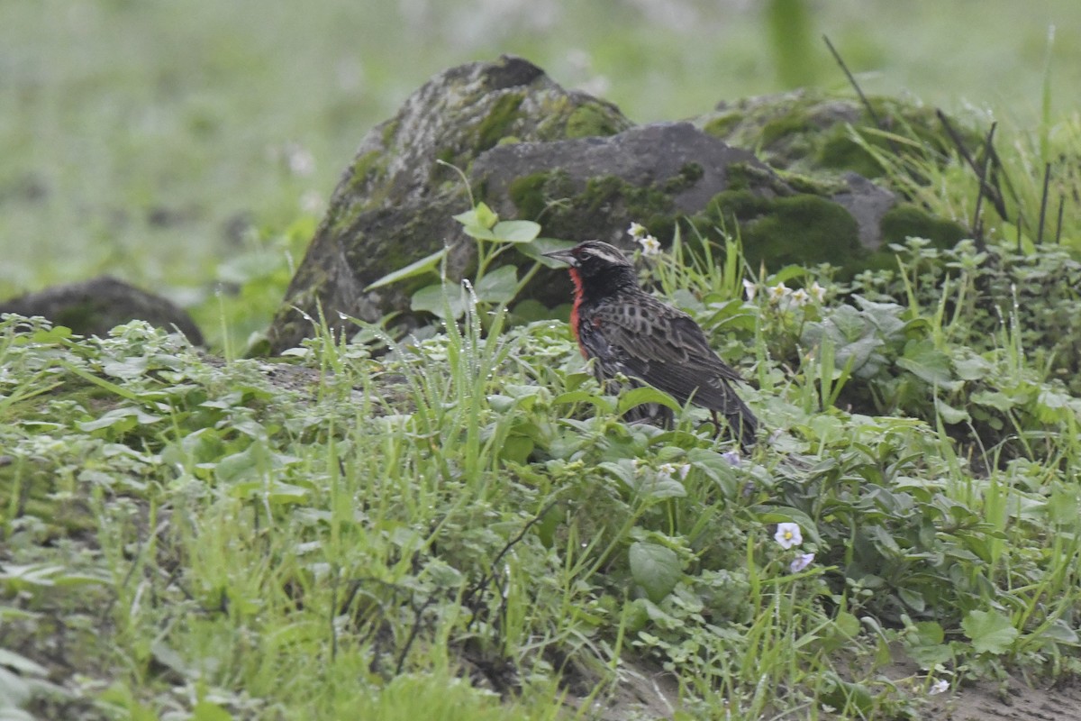 Peruvian Meadowlark - ML640561990