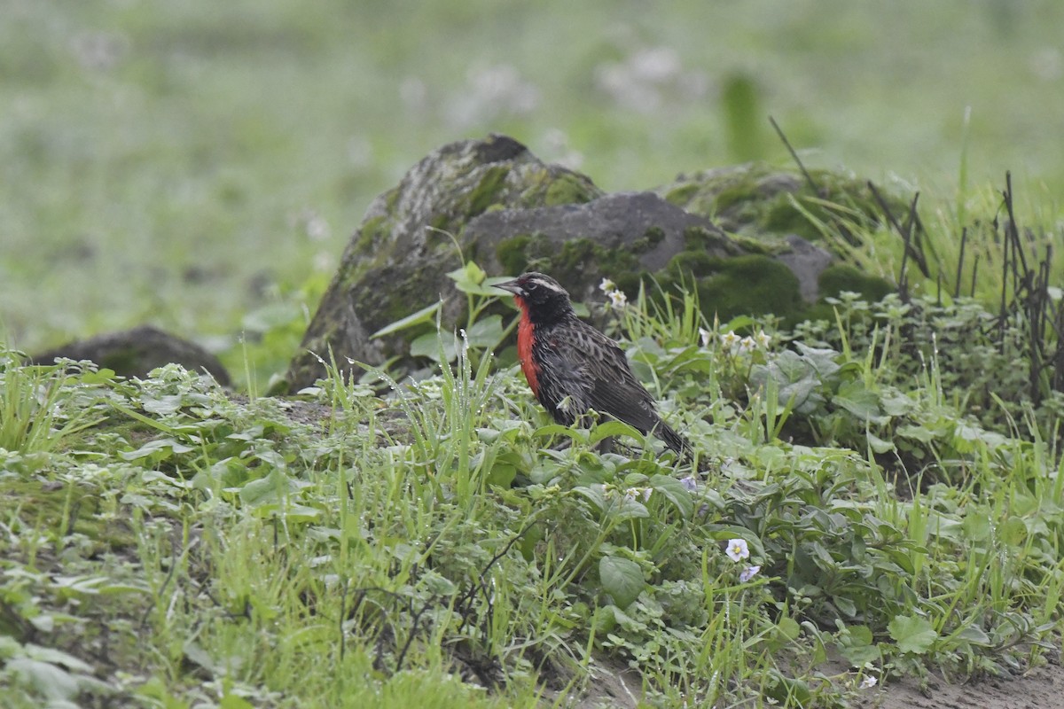 Peruvian Meadowlark - ML640561991