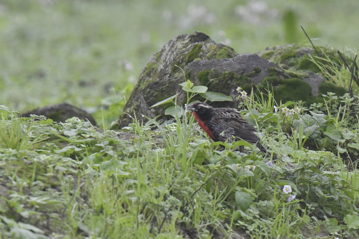 Peruvian Meadowlark - ML640561997