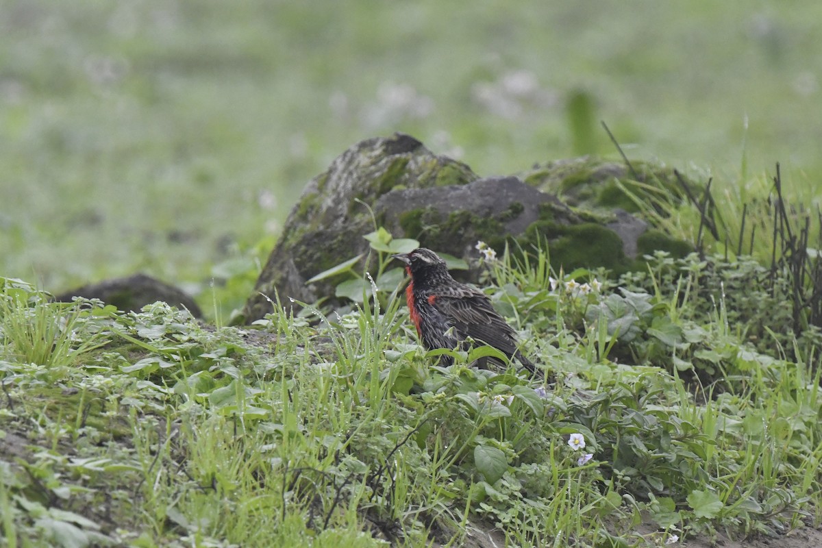 Peruvian Meadowlark - ML640562002