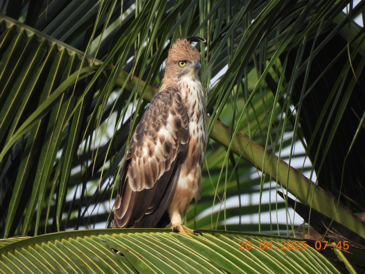 Changeable Hawk-Eagle (Crested) - ML640562024