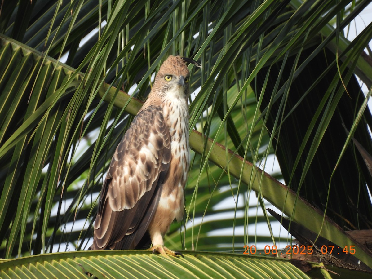 Changeable Hawk-Eagle (Crested) - ML640562025