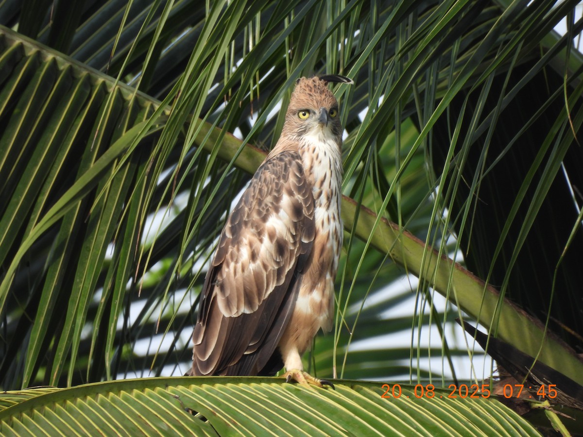 Changeable Hawk-Eagle (Crested) - ML640562026