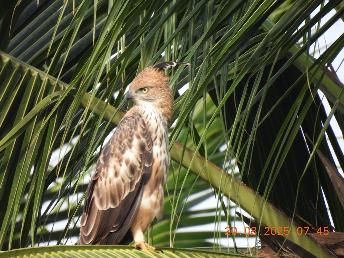 Changeable Hawk-Eagle (Crested) - ML640562027