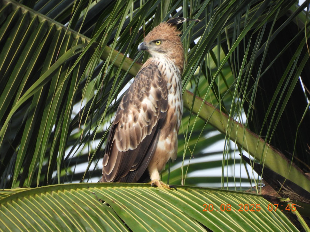 Changeable Hawk-Eagle (Crested) - ML640562028