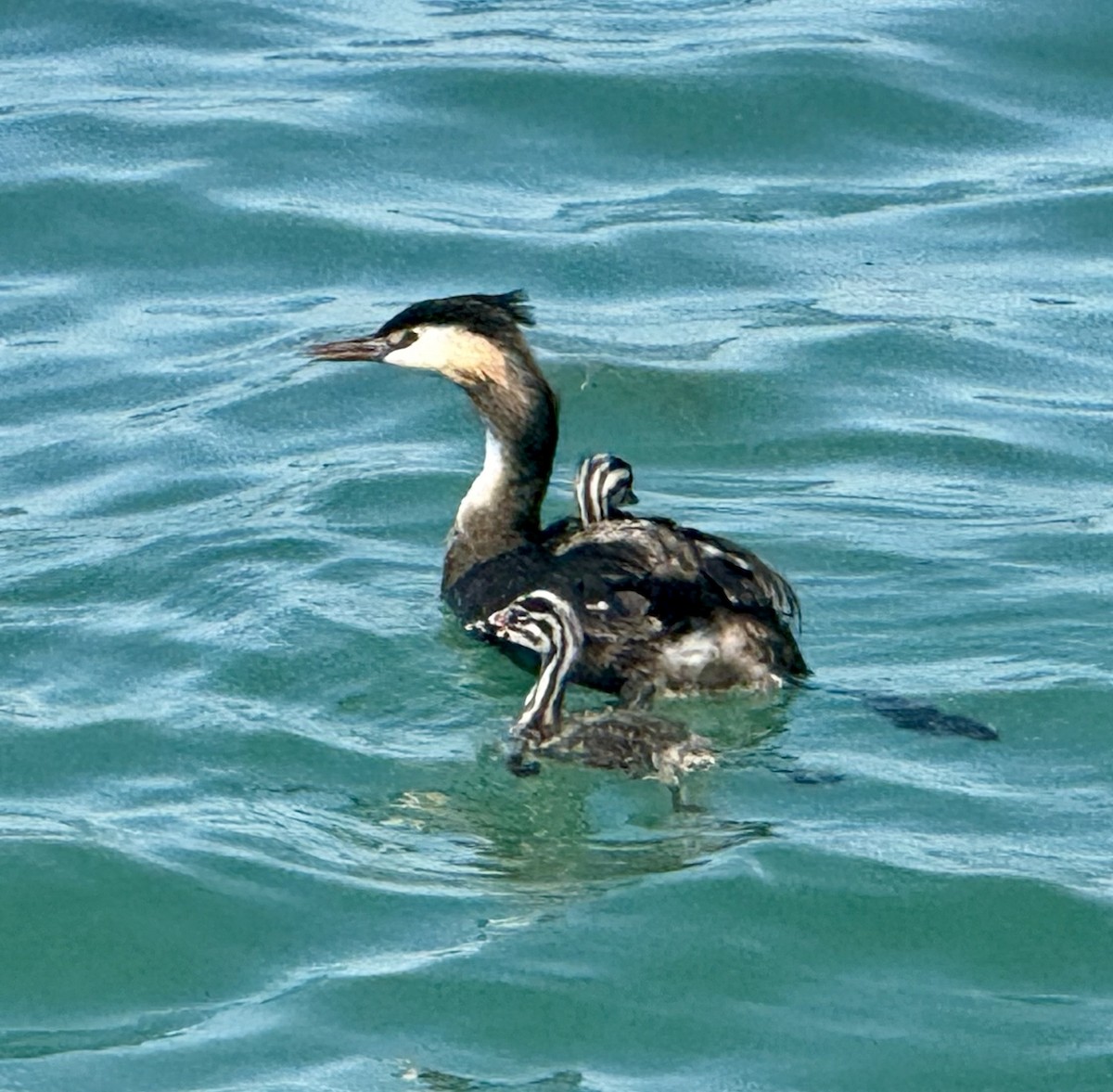 Great Crested Grebe - ML640562059
