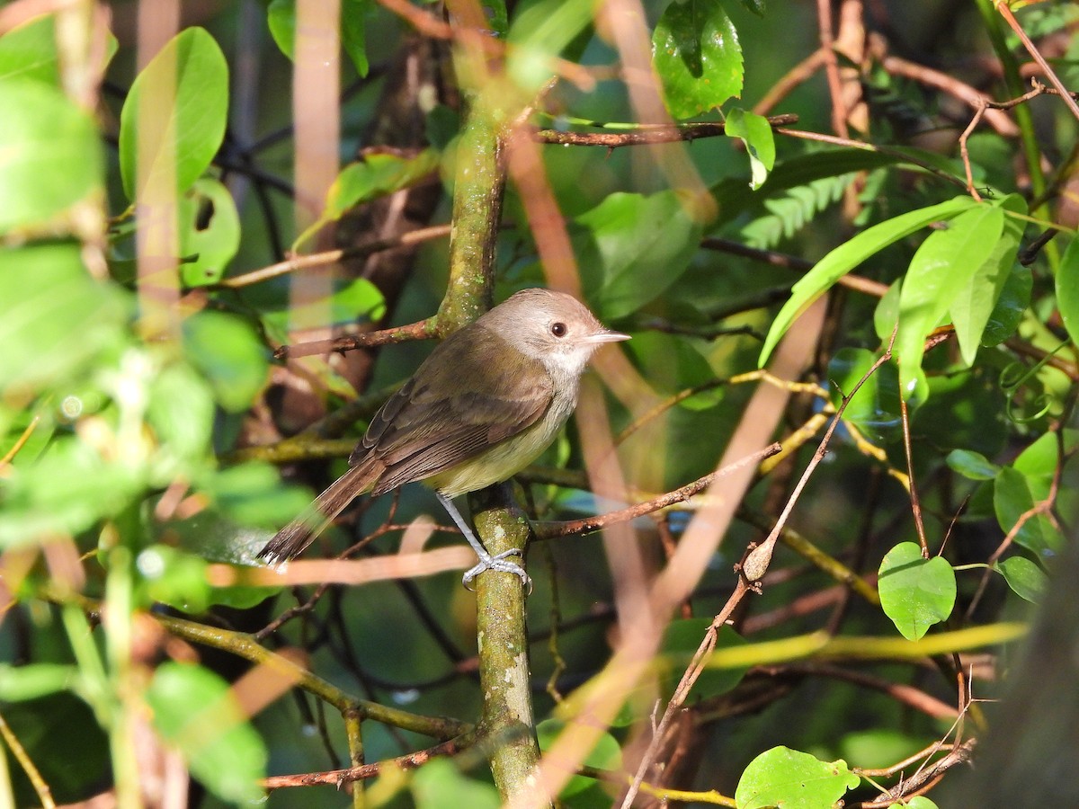 Fulvous-crowned Scrub-Tyrant - ML640562065