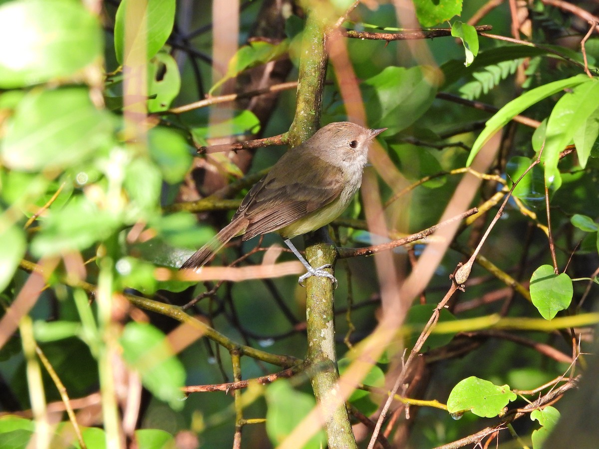 Fulvous-crowned Scrub-Tyrant - ML640562082
