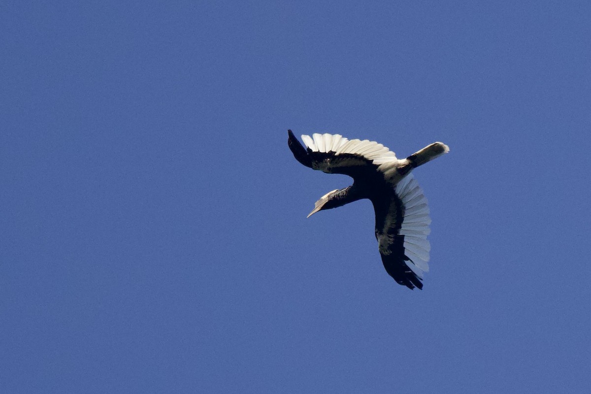 Black-and-white-casqued Hornbill - ML640562086