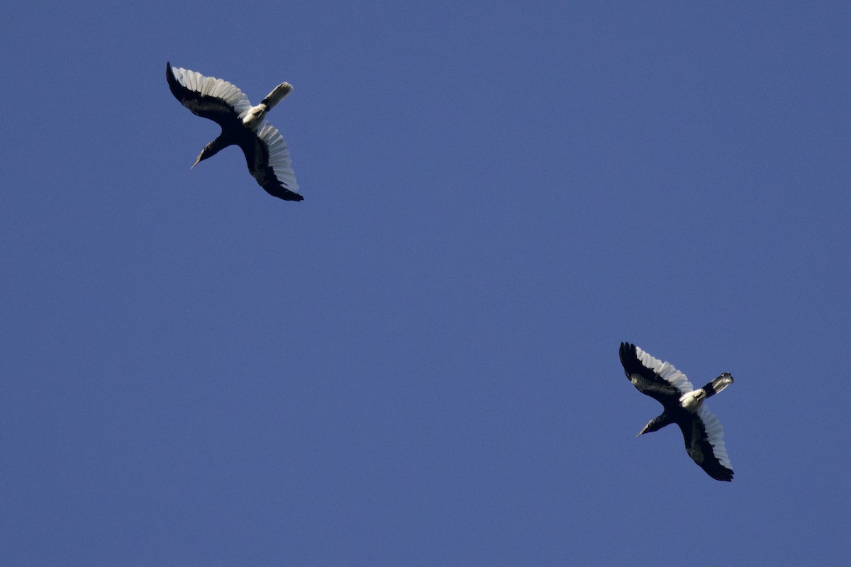 Black-and-white-casqued Hornbill - ML640562088