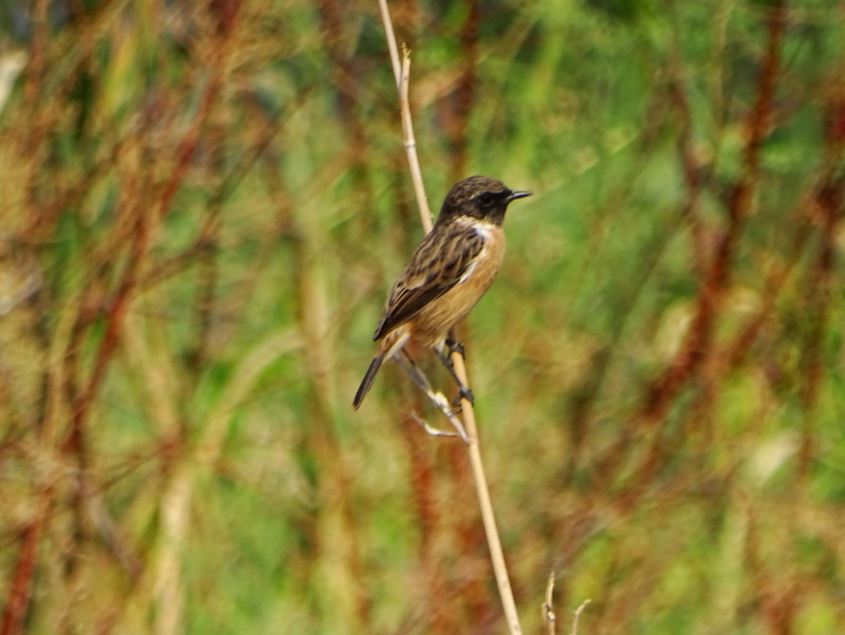 European Stonechat - ML640562175