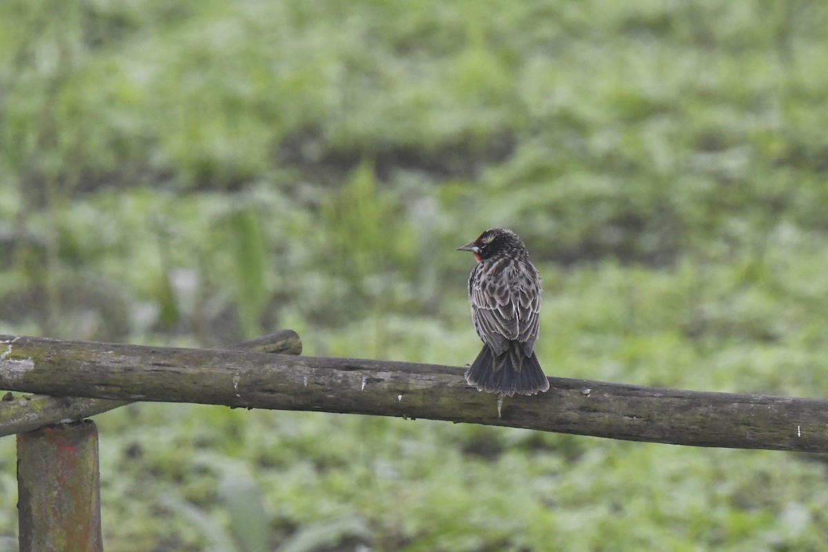 Peruvian Meadowlark - ML640562199
