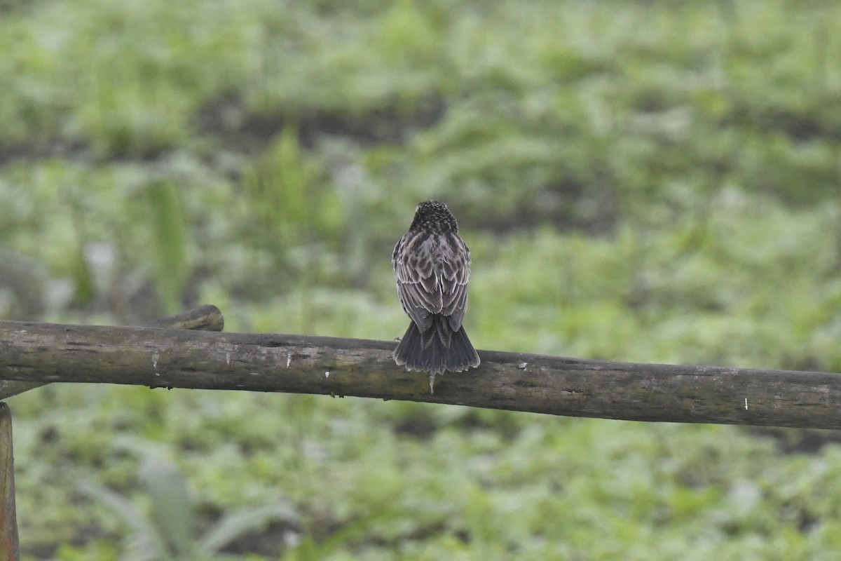 Peruvian Meadowlark - ML640562217