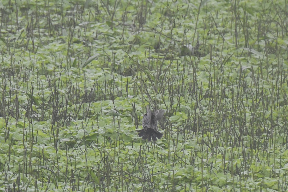 Peruvian Meadowlark - ML640562248