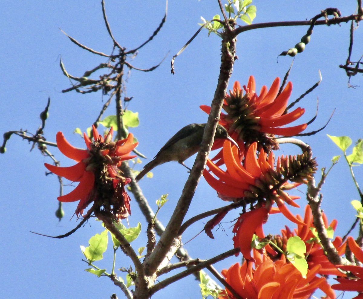 Olive Sunbird - ML640562326