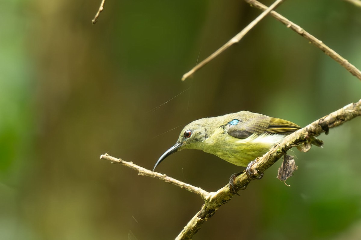 Metallic-winged Sunbird (Bohol) - ML640562329