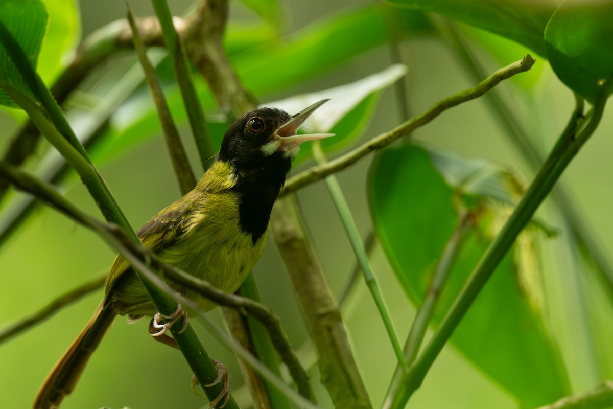 Yellow-breasted Tailorbird - ML640562340