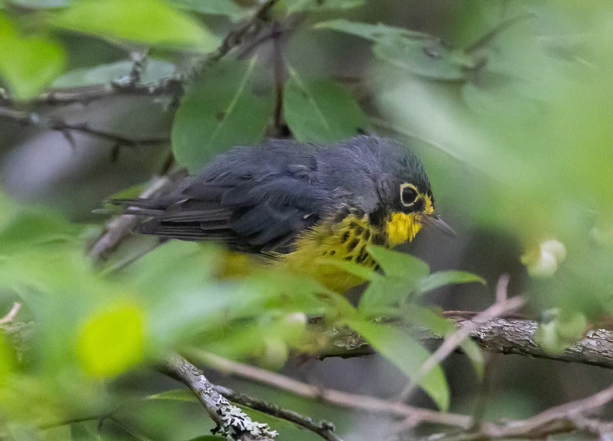 Canada Warbler - ML640562391