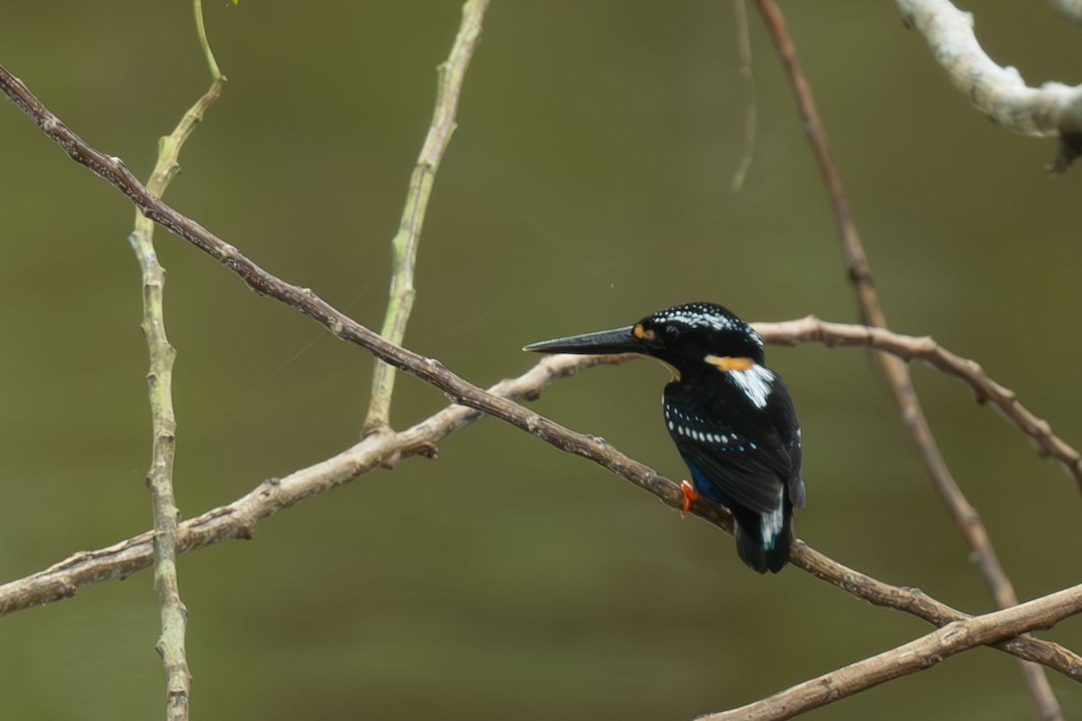 Northern Silvery-Kingfisher - ML640562394