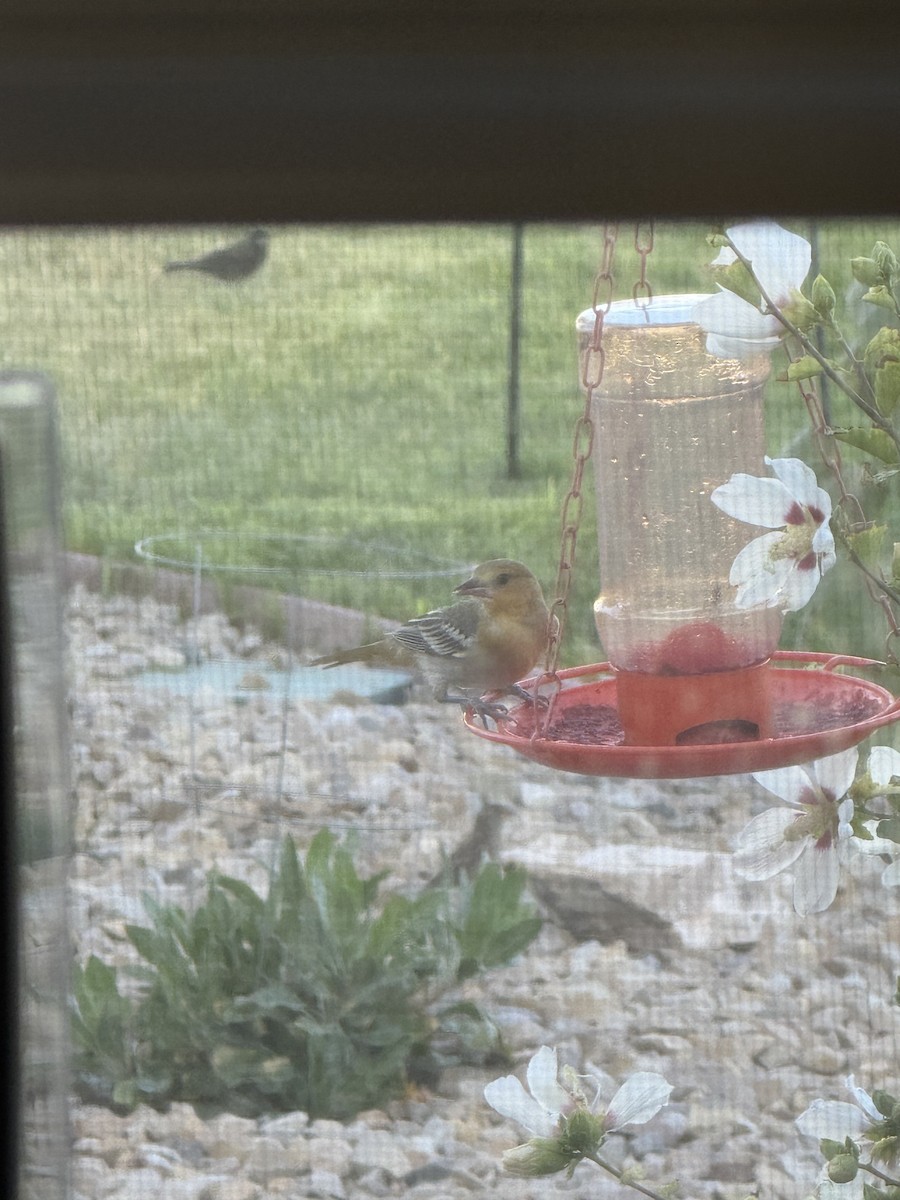 Bullock's Oriole - ML640562398