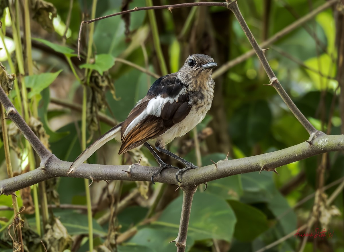Oriental Magpie-Robin - ML640562417