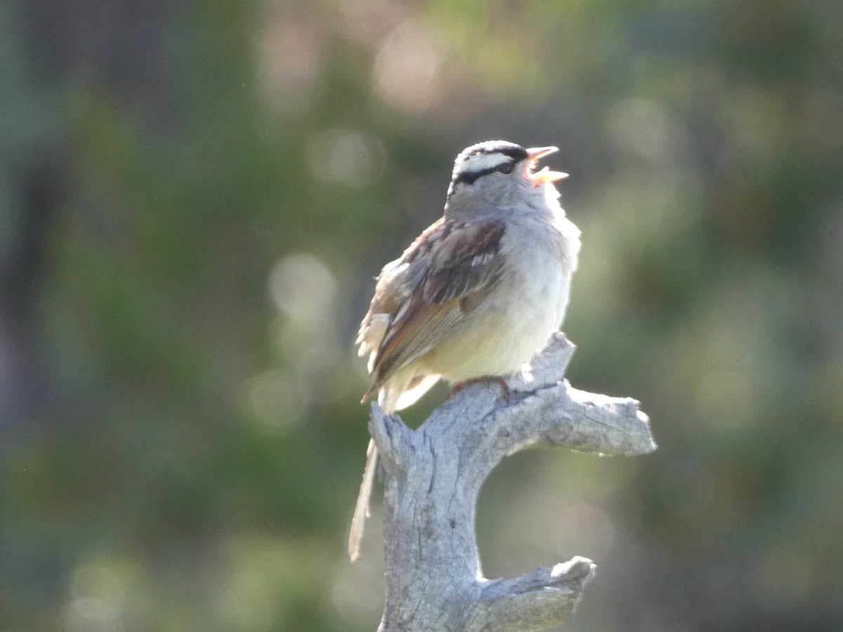 White-crowned Sparrow - ML640562503