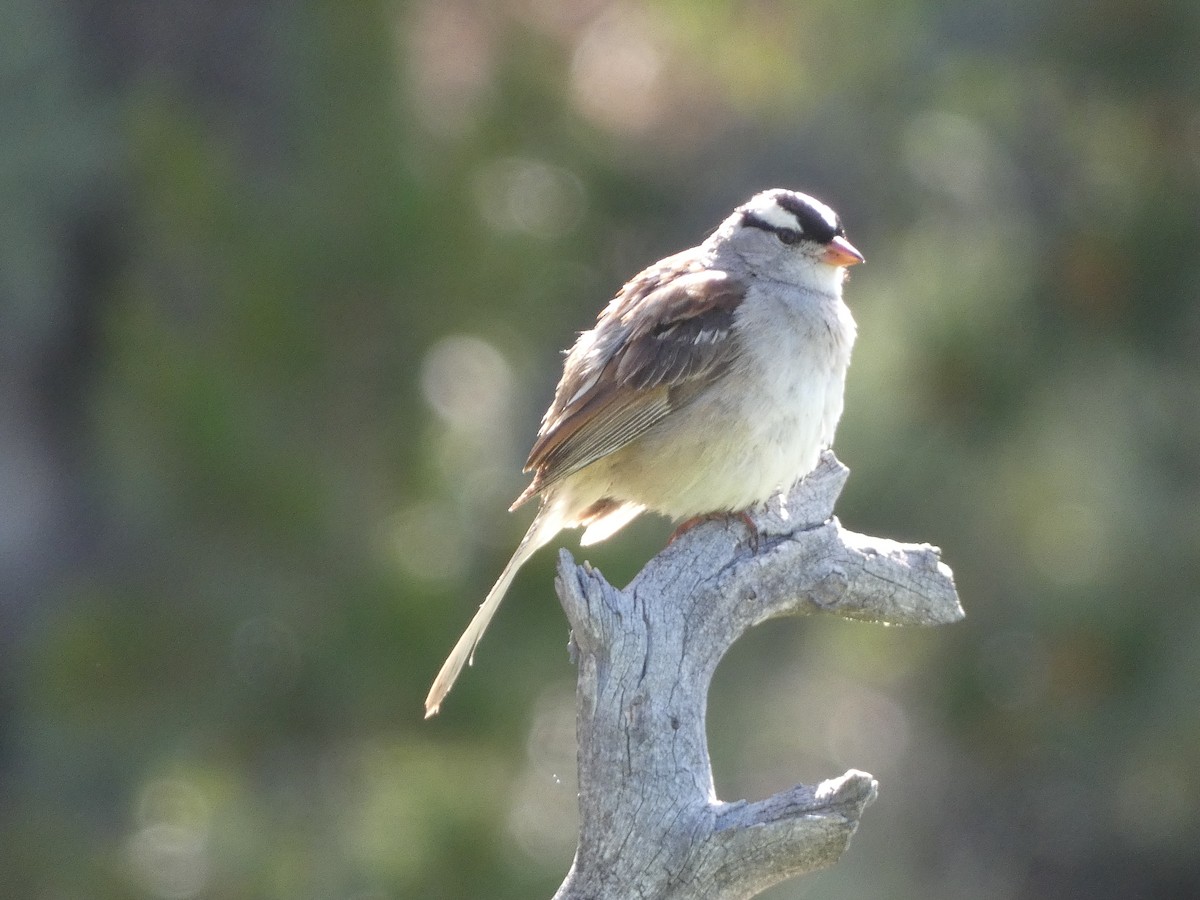 White-crowned Sparrow - ML640562504