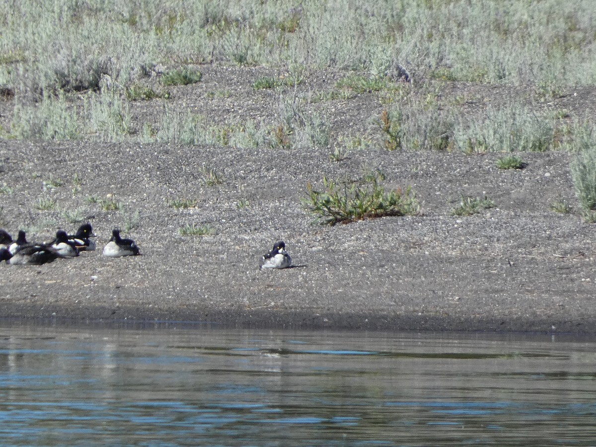 Barrow's Goldeneye - ML640562517