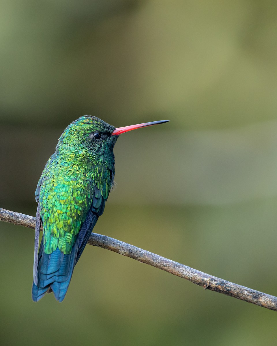 Glittering-bellied Emerald - ML640562660