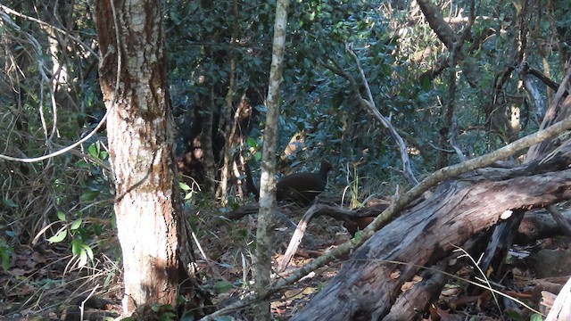 Orange-footed Megapode - ML640562670