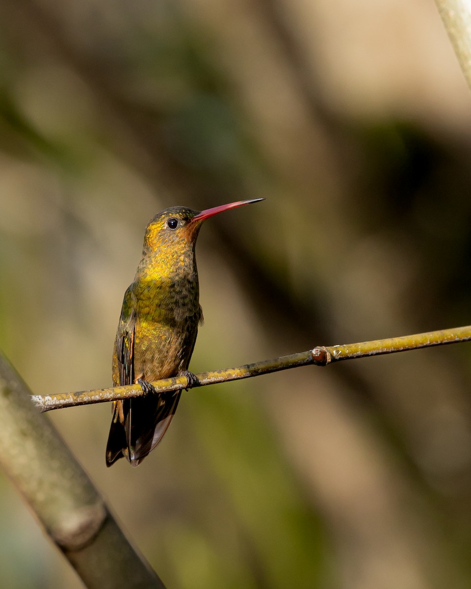 Gilded Hummingbird - ML640562673