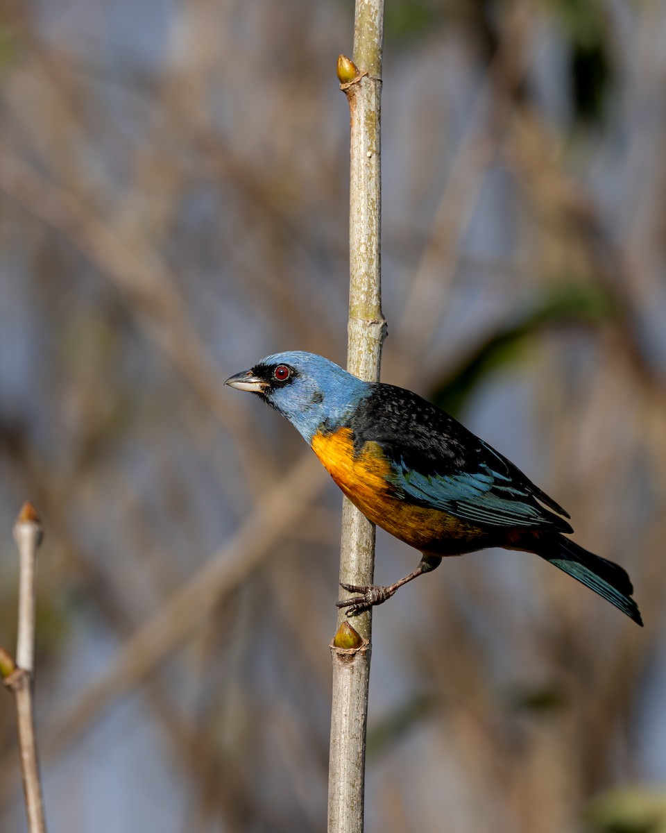 Blue-and-yellow Tanager - ML640562685