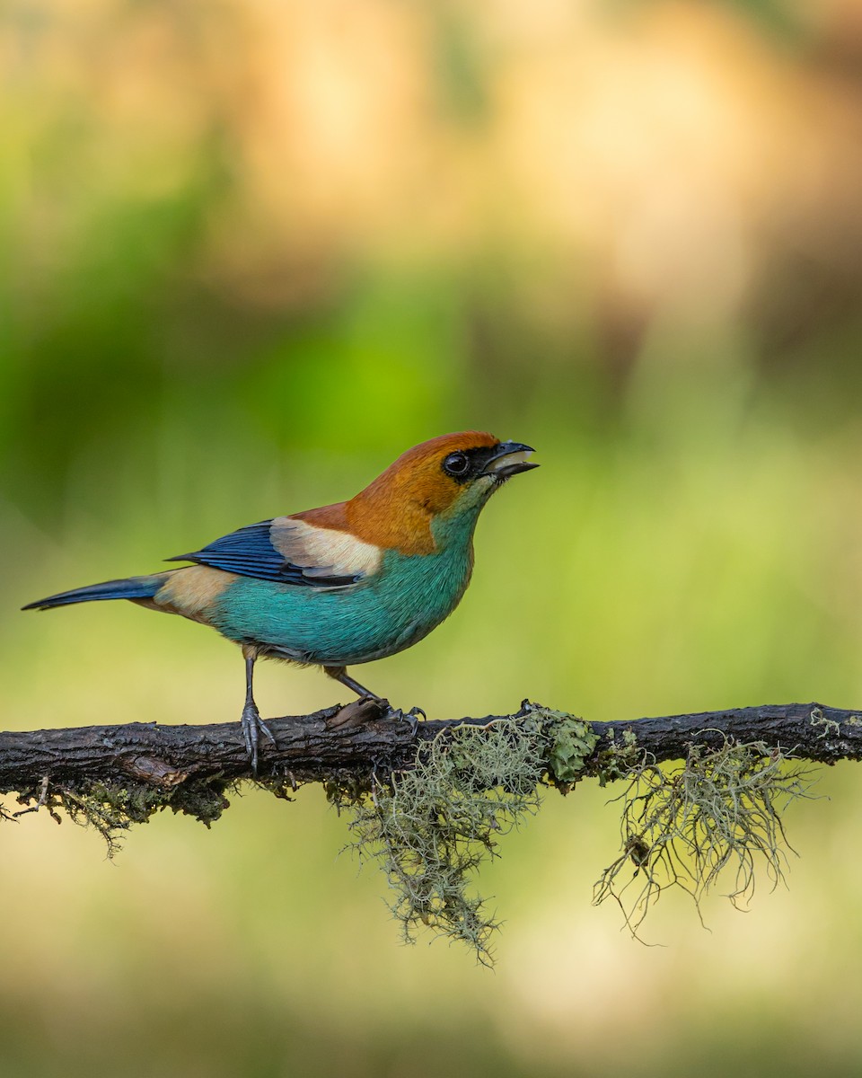 Chestnut-backed Tanager - ML640562686
