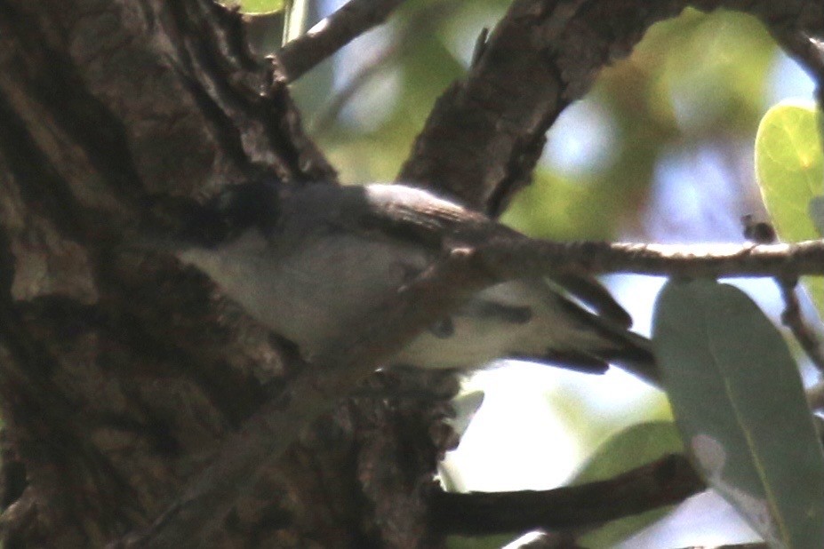 Black-capped Gnatcatcher - ML640562690
